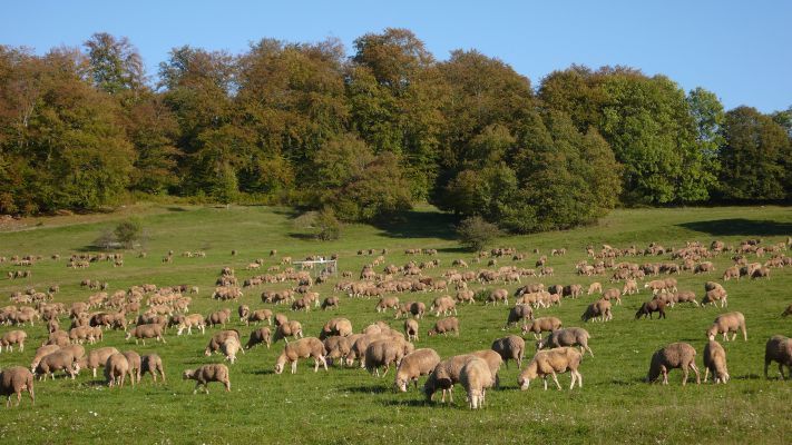 Exploratorium Schwäbische Alb, viele Schafe grasen um den Messtechnik-Zaun herum. Foto: Martin Fellendorf